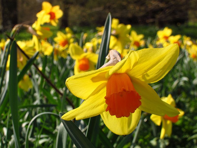 Daffodils 