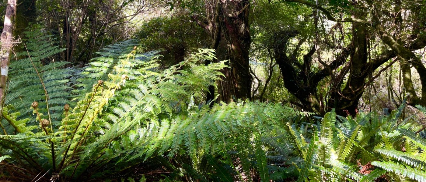 Kia ora tātou